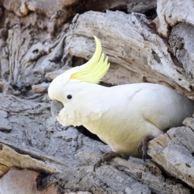 Cacatua galerita (Sulphur-crested Cockatoo) at Pialligo, ACT - 28 Sep 2021 by jb2602