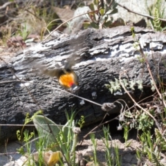 Pardalotus punctatus at Theodore, ACT - 17 Sep 2021