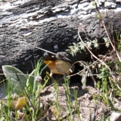 Pardalotus punctatus at Theodore, ACT - 17 Sep 2021