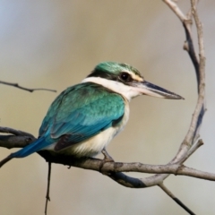 Todiramphus sanctus (Sacred Kingfisher) at Splitters Creek, NSW - 28 Sep 2021 by PaulF