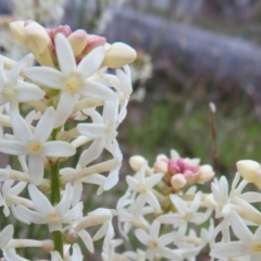 Stackhousia monogyna (Creamy Candles) at Hall, ACT - 28 Sep 2021 by Christine