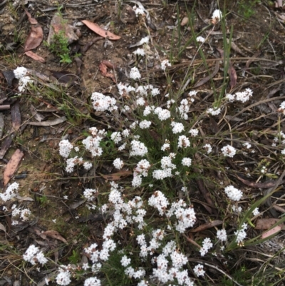 Leucopogon virgatus (Common Beard-heath) at Bruce, ACT - 23 Sep 2021 by NedJohnston