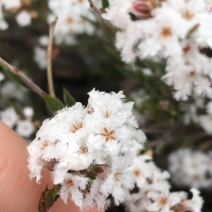 Leucopogon virgatus at Bruce, ACT - 23 Sep 2021