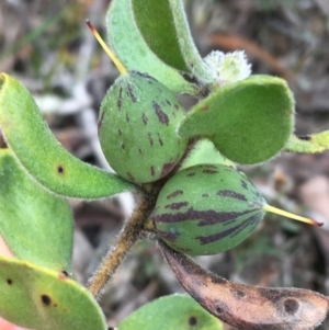 Persoonia rigida at Downer, ACT - 23 Sep 2021