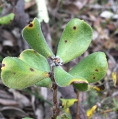 Persoonia rigida at Downer, ACT - 23 Sep 2021