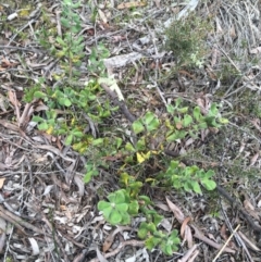 Persoonia rigida at Downer, ACT - 23 Sep 2021