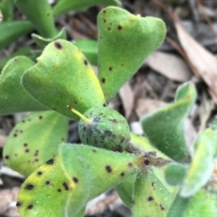 Persoonia rigida at Downer, ACT - 23 Sep 2021 09:34 AM