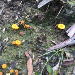 Lichenomphalia chromacea at Downer, ACT - 23 Sep 2021