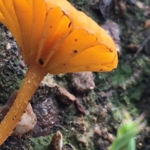 Lichenomphalia chromacea at Downer, ACT - 23 Sep 2021