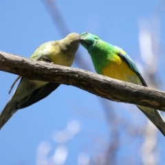 Psephotus haematonotus (Red-rumped Parrot) at Majura, ACT - 28 Sep 2021 by jbromilow50