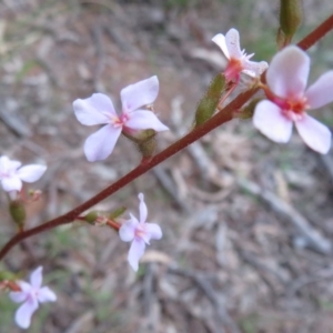 Stylidium graminifolium at Hall, ACT - 29 Sep 2021 07:38 AM