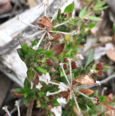 Pomax umbellata (A Pomax) at Downer, ACT - 23 Sep 2021 by Ned_Johnston