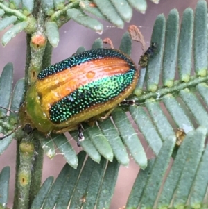 Calomela parilis at Bruce, ACT - 23 Sep 2021 10:04 AM