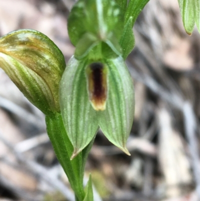 Bunochilus umbrinus (Broad-sepaled Leafy Greenhood) at Acton, ACT - 23 Sep 2021 by Ned_Johnston