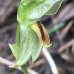 Bunochilus umbrinus (ACT) = Pterostylis umbrina (NSW) at suppressed - suppressed