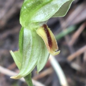 Bunochilus umbrinus at suppressed - 23 Sep 2021