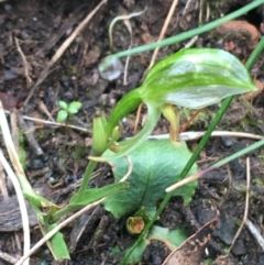 Bunochilus umbrinus (ACT) = Pterostylis umbrina (NSW) at suppressed - suppressed