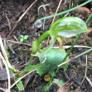 Bunochilus umbrinus (ACT) = Pterostylis umbrina (NSW) at suppressed - suppressed