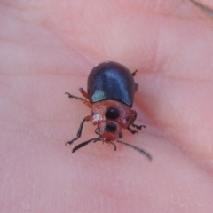 Calomela moorei (Acacia Leaf Beetle) at Conder, ACT - 17 Sep 2021 by michaelb