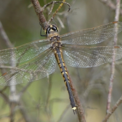 Hemicordulia tau (Tau Emerald) at Braemar, NSW - 29 Sep 2021 by Curiosity