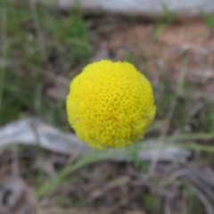 Craspedia sp. (Billy Buttons) at Hall, ACT - 29 Sep 2021 by Christine