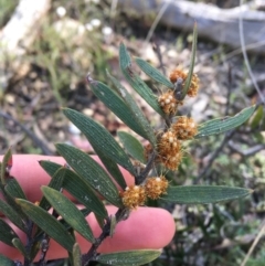 Acacia lanigera var. lanigera (Woolly Wattle, Hairy Wattle) at Molonglo Valley, ACT - 23 Sep 2021 by Ned_Johnston