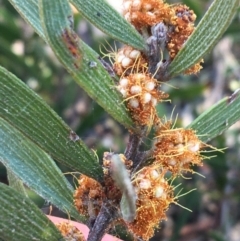 Acacia lanigera var. lanigera at Molonglo Valley, ACT - 24 Sep 2021