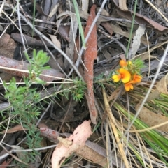 Pultenaea subspicata (Low Bush-pea) at Hackett, ACT - 26 Sep 2021 by Ned_Johnston