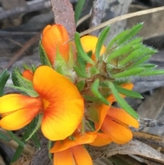 Pultenaea subspicata at Hackett, ACT - 26 Sep 2021