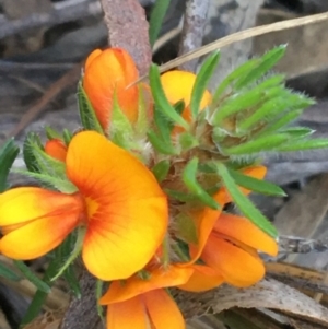 Pultenaea subspicata at Hackett, ACT - 26 Sep 2021