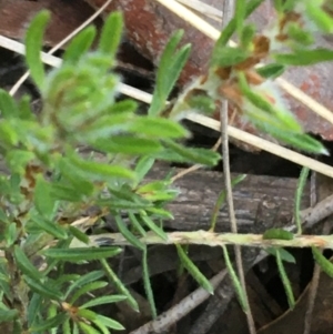 Pultenaea subspicata at Hackett, ACT - 26 Sep 2021