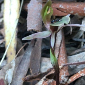 Chiloglottis x pescottiana at Acton, ACT - 26 Sep 2021