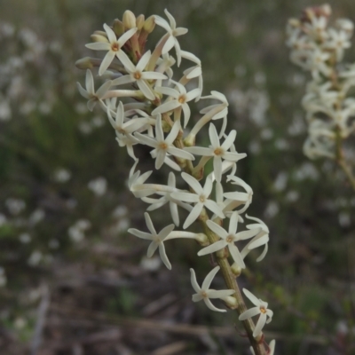 Stackhousia monogyna (Creamy Candles) at Tuggeranong Hill - 17 Sep 2021 by michaelb