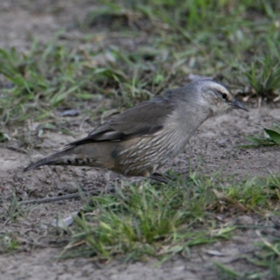 Climacteris picumnus (Brown Treecreeper) at Splitters Creek, NSW - 28 Sep 2021 by PaulF