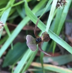 Chiloglottis trapeziformis at Acton, ACT - suppressed