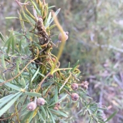 Cassytha pubescens (Devil's Twine) at Acton, ACT - 26 Sep 2021 by Ned_Johnston