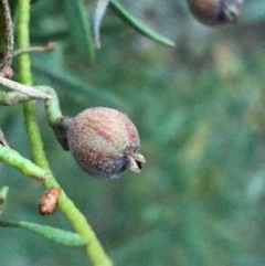 Cassytha pubescens at Acton, ACT - 26 Sep 2021