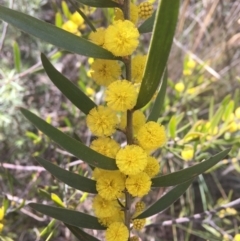 Acacia lanigera var. lanigera (Woolly Wattle, Hairy Wattle) at Farrer, ACT - 27 Sep 2021 by NedJohnston