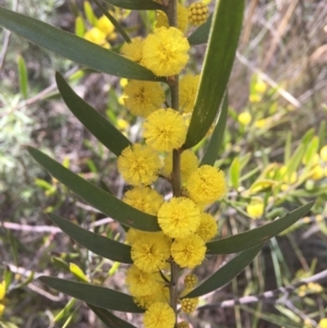 Acacia lanigera var. lanigera at Farrer, ACT - 27 Sep 2021