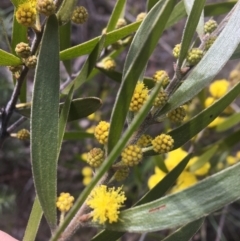 Acacia lanigera var. lanigera at Farrer, ACT - 27 Sep 2021 08:53 AM