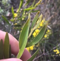 Acacia lanigera var. lanigera at Farrer, ACT - 27 Sep 2021