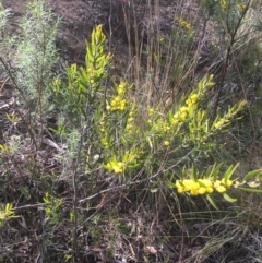 Acacia lanigera var. lanigera at Farrer, ACT - 27 Sep 2021