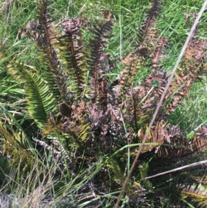 Blechnum nudum at Tuggeranong DC, ACT - 27 Sep 2021