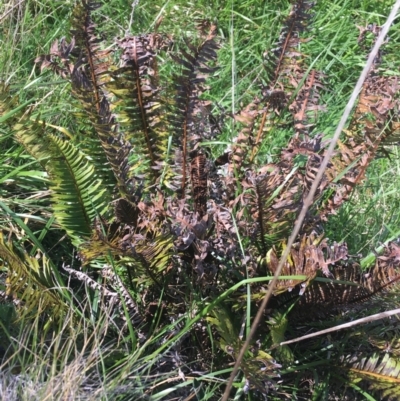 Blechnum nudum (Fishbone Water Fern) at Farrer Ridge - 26 Sep 2021 by Ned_Johnston