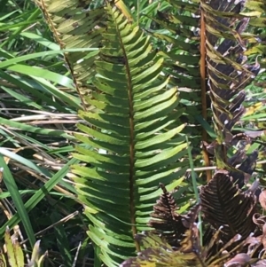 Blechnum nudum at Tuggeranong DC, ACT - 27 Sep 2021