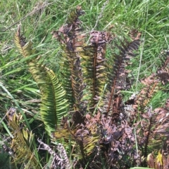 Blechnum nudum at Tuggeranong DC, ACT - 27 Sep 2021