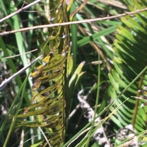 Blechnum nudum at Tuggeranong DC, ACT - 27 Sep 2021