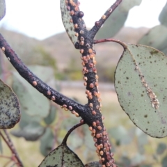 Eriococcus coriaceus (Gumtree Scale) at Conder, ACT - 17 Sep 2021 by michaelb