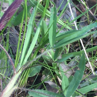 Trifolium arvense (Haresfoot Clover) at Farrer Ridge - 26 Sep 2021 by Ned_Johnston