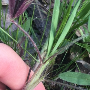 Trifolium arvense at Farrer, ACT - 27 Sep 2021
